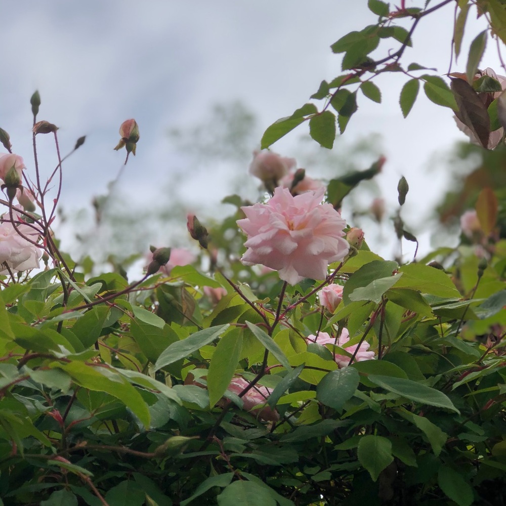 Meet your Posher, Betty rose